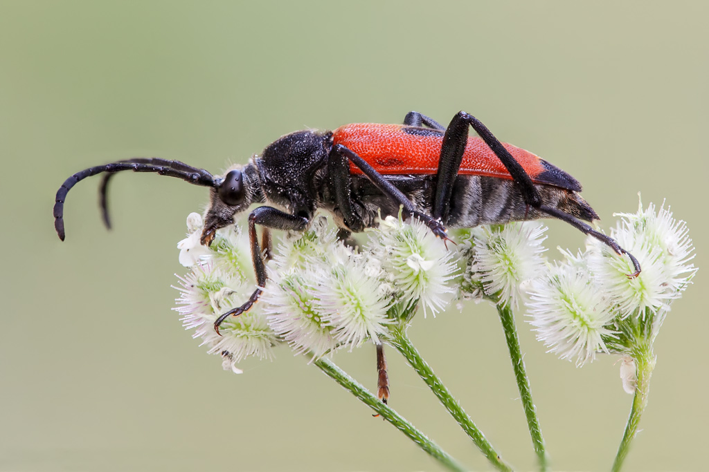 Cerambicide Che tipo ? Stictoleptura cordigera